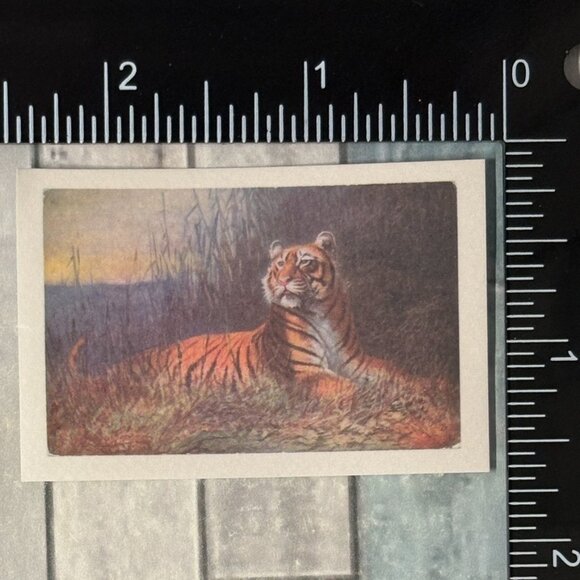 ๐10/$10๐ Classic Vicious Cats Lion Tiger Cheetah Reusable Washi Sticker Decal - Picture 1 of 1